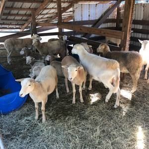 Meet your Posher, La guapa's farm